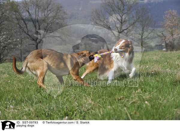spielende Hunde / playing dogs / SST-09783