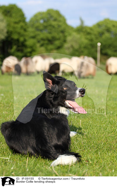 Border Collie htet Schafe / Border Collie tending sheeps / IF-09155