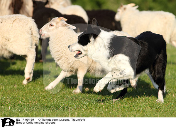 Border Collie htet Schafe / Border Collie tending sheeps / IF-09159