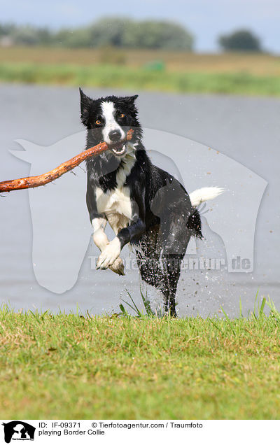 spielender Border Collie / playing Border Collie / IF-09371