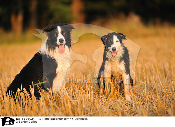 2 Border Collies / 2 Border Collies / YJ-05024
