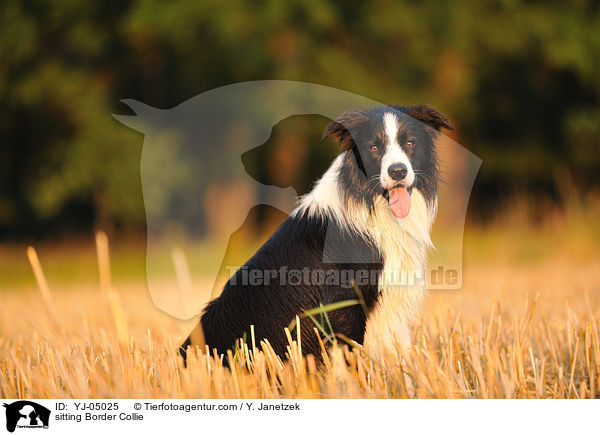 sitzender Border Collie / sitting Border Collie / YJ-05025