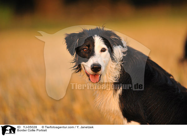 Border Collie Portrait / Border Collie Portrait / YJ-05028