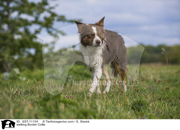 walking Border Collie / SST-11104