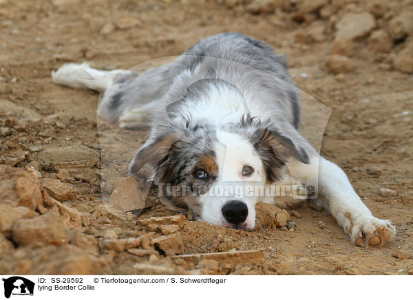 liegender Border Collie / lying Border Collie / SS-29592