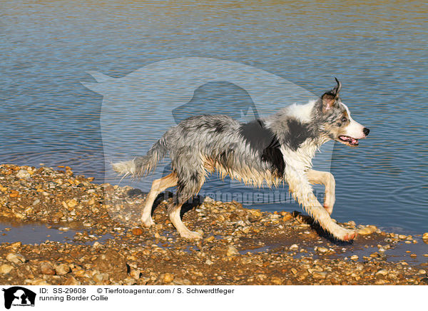 rennender Border Collie / running Border Collie / SS-29608