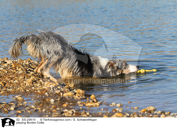 spielender Border Collie / playing Border Collie / SS-29610
