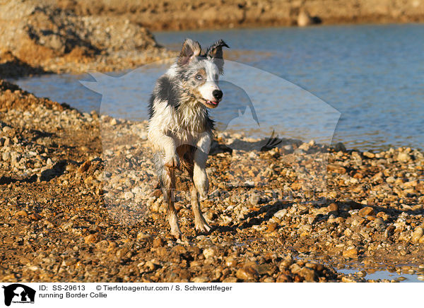 rennender Border Collie / running Border Collie / SS-29613