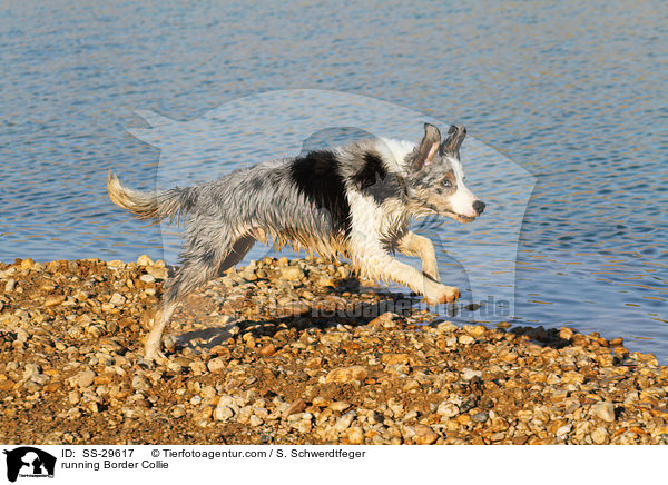 rennender Border Collie / running Border Collie / SS-29617