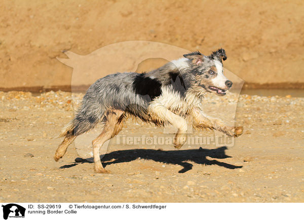 rennender Border Collie / running Border Collie / SS-29619