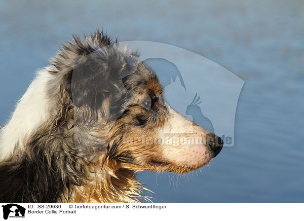 Border Collie Portrait / Border Collie Portrait / SS-29630