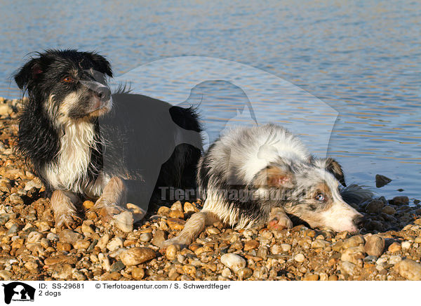 2 Hunde / 2 dogs / SS-29681