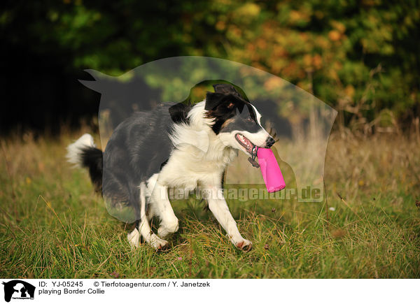 spielender Border Collie / playing Border Collie / YJ-05245
