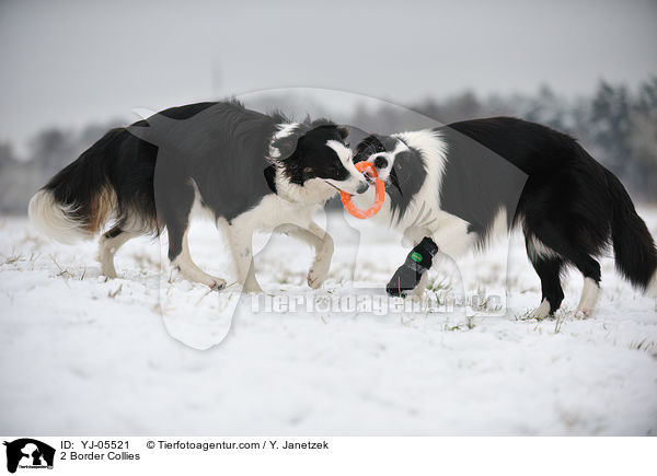 2 Border Collies / 2 Border Collies / YJ-05521