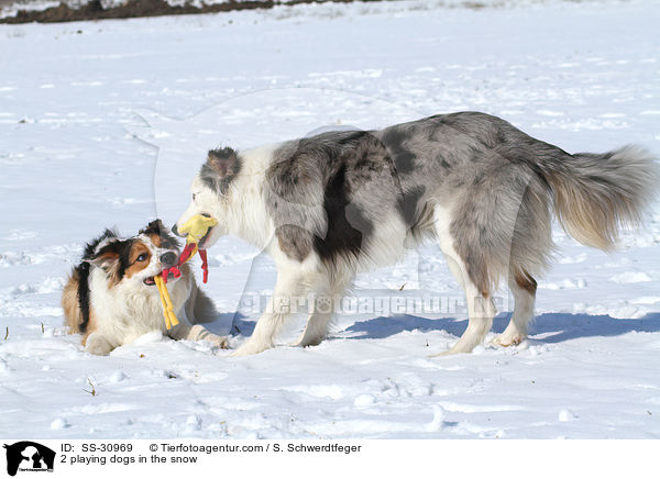 2 spielende Hunde im Schnee / 2 playing dogs in the snow / SS-30969