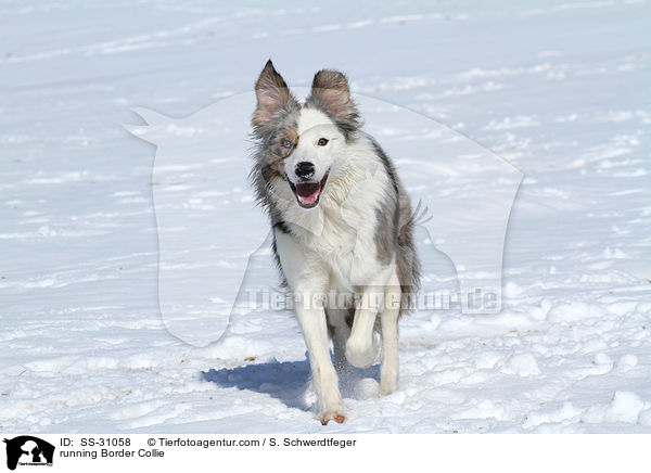 running Border Collie / SS-31058