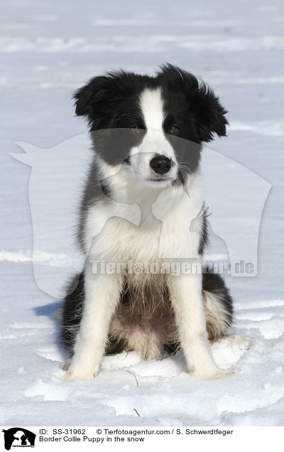 Border Collie Welpe im Schnee / Border Collie Puppy in the snow / SS-31962