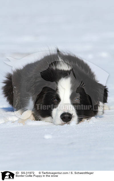 Border Collie Welpe im Schnee / Border Collie Puppy in the snow / SS-31972