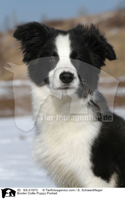 Border Collie Welpe Portrait / Border Collie Puppy Portrait / SS-31973