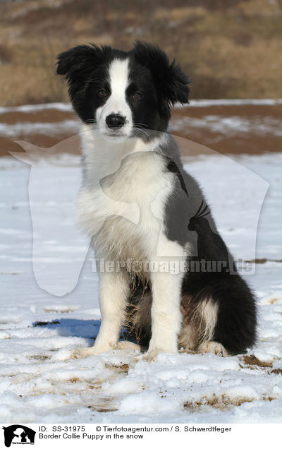 Border Collie Welpe im Schnee / Border Collie Puppy in the snow / SS-31975