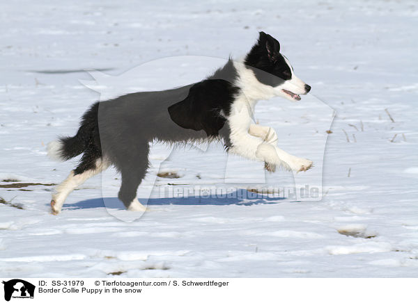 Border Collie Welpe im Schnee / Border Collie Puppy in the snow / SS-31979