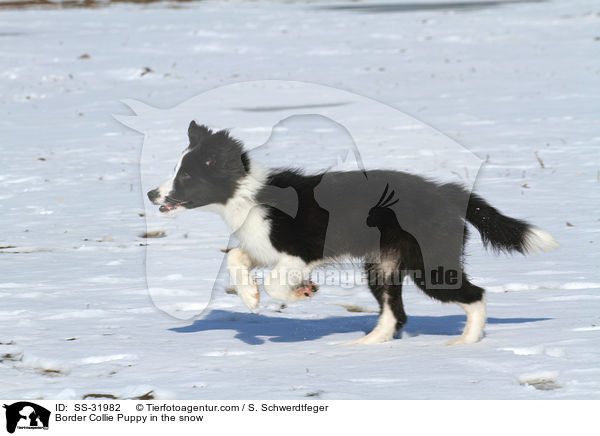 Border Collie Welpe im Schnee / Border Collie Puppy in the snow / SS-31982