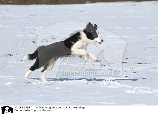 Border Collie Welpe im Schnee / Border Collie Puppy in the snow / SS-31987
