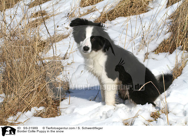 Border Collie Welpe im Schnee / Border Collie Puppy in the snow / SS-31989