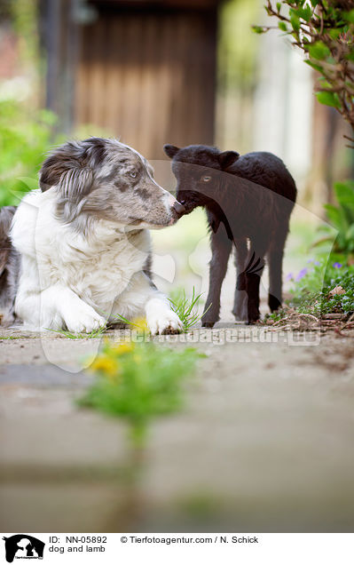 Hund und Lamm / dog and lamb / NN-05892