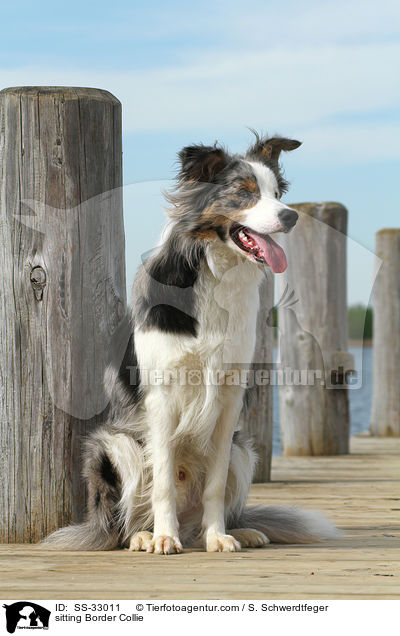 sitzender Border Collie / sitting Border Collie / SS-33011