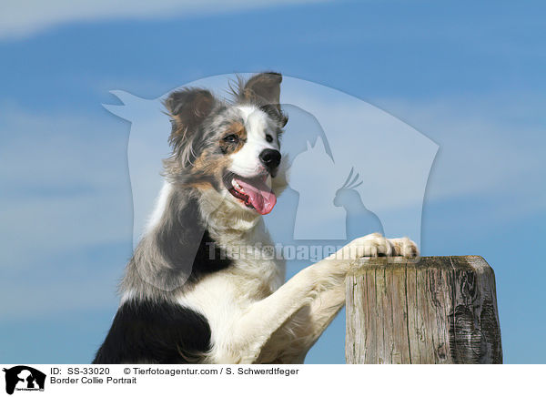 Border Collie Portrait / Border Collie Portrait / SS-33020