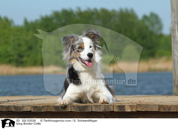 liegender Border Collie / lying Border Collie / SS-33026