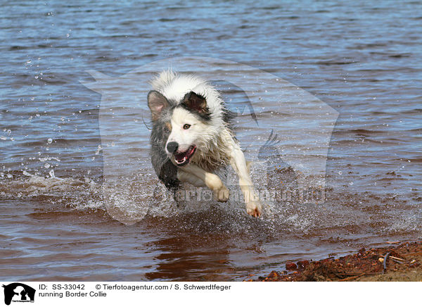 rennender Border Collie / running Border Collie / SS-33042