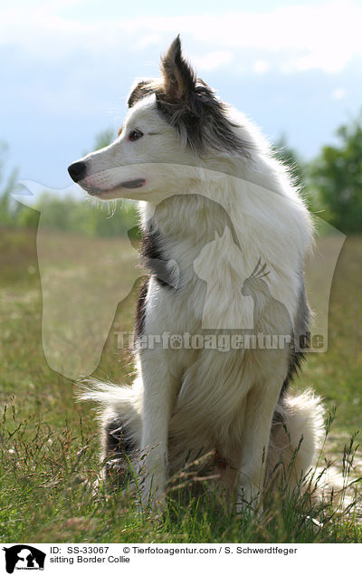 sitzender Border Collie / sitting Border Collie / SS-33067