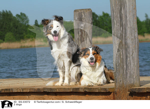 2 Hunde / 2 dogs / SS-33072