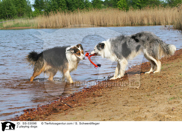 2 spielende Hunde / 2 playing dogs / SS-33096