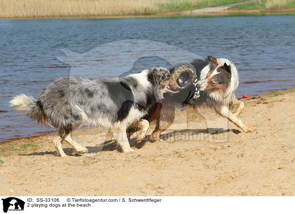 2 spielende Hunde am Strand / 2 playing dogs at the beach / SS-33106