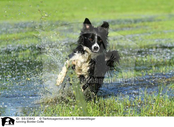 rennender Border Collie / running Border Collie / SS-33842