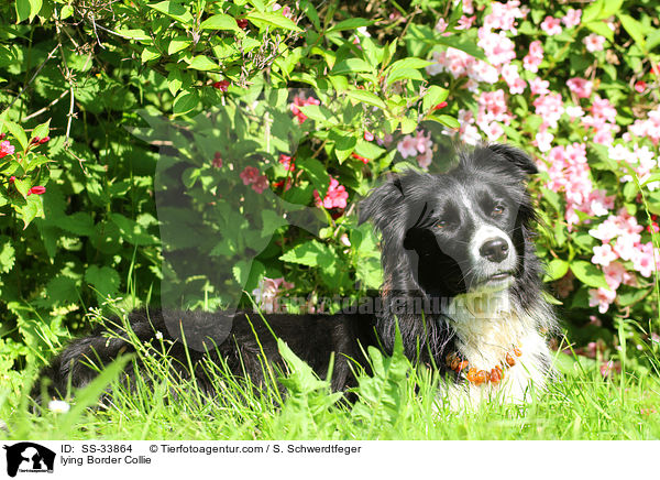 liegender Border Collie / lying Border Collie / SS-33864