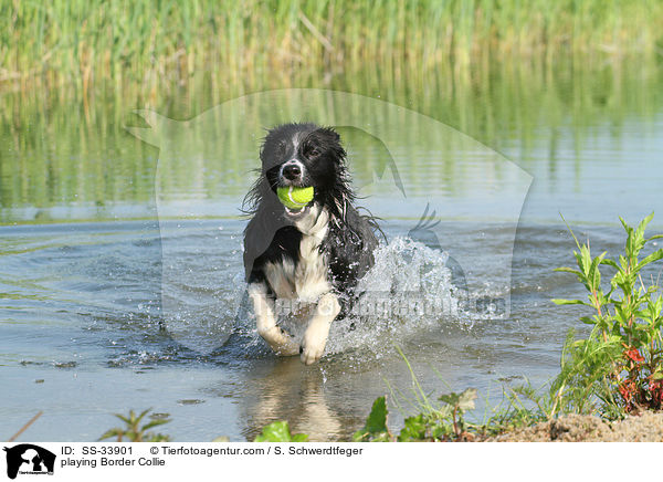 spielender Border Collie / playing Border Collie / SS-33901