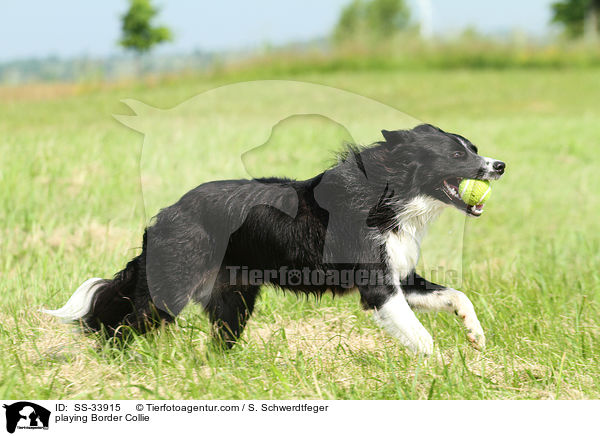 spielender Border Collie / playing Border Collie / SS-33915