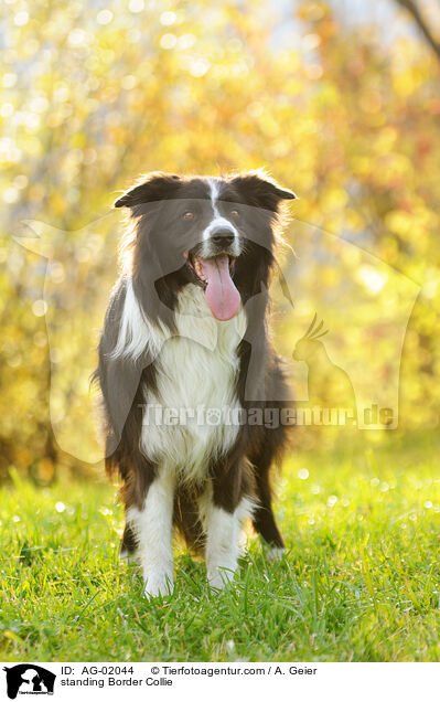 stehender Border Collie / standing Border Collie / AG-02044