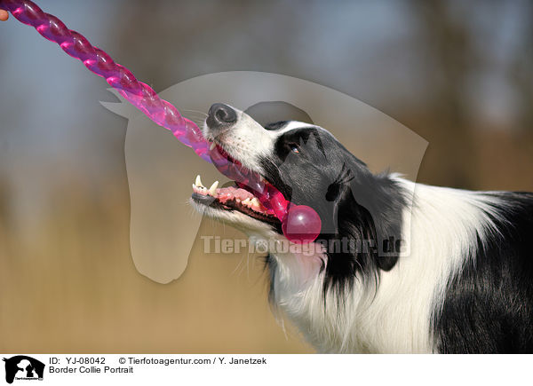 Border Collie Portrait / Border Collie Portrait / YJ-08042