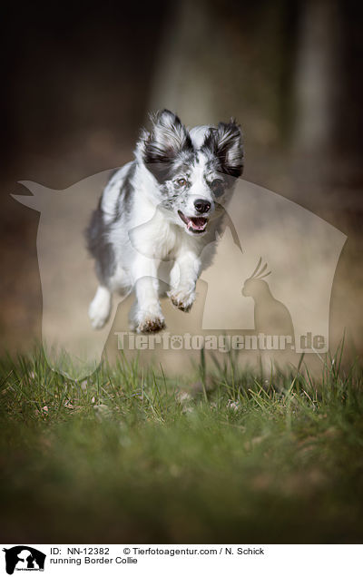 rennender Border Collie / running Border Collie / NN-12382