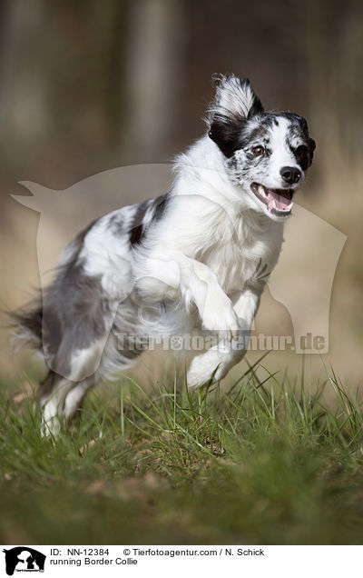 rennender Border Collie / running Border Collie / NN-12384