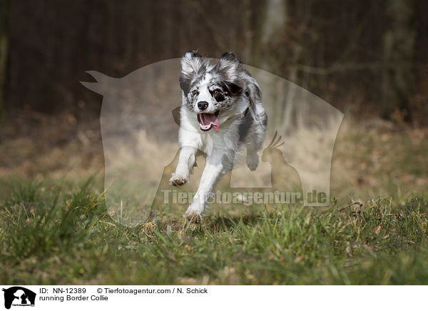 rennender Border Collie / running Border Collie / NN-12389