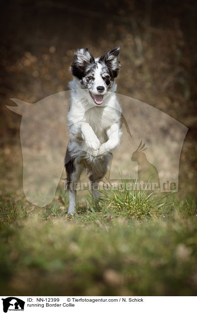 running Border Collie / NN-12399
