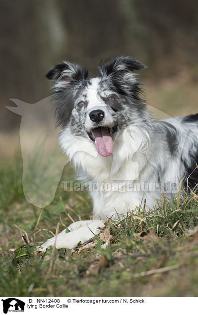 liegender Border Collie / lying Border Collie / NN-12408