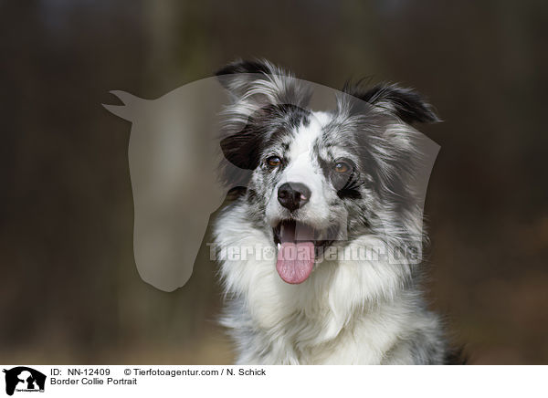 Border Collie Portrait / Border Collie Portrait / NN-12409