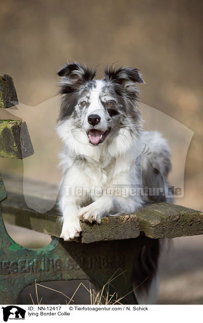 liegender Border Collie / lying Border Collie / NN-12417